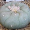 Lophophora_fricii